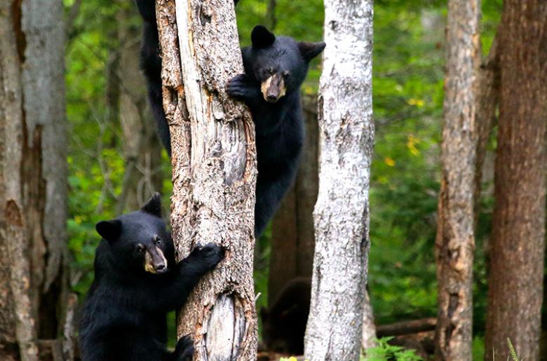 Bear cubs climbs a tree at the Vince Shute Bear Sanctuary