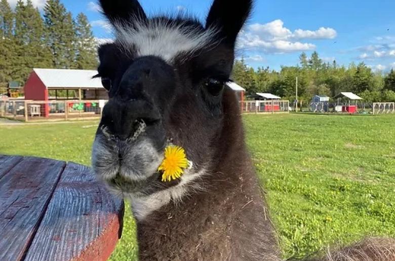 A llama at the Cook Country Connection holding a dandelion.