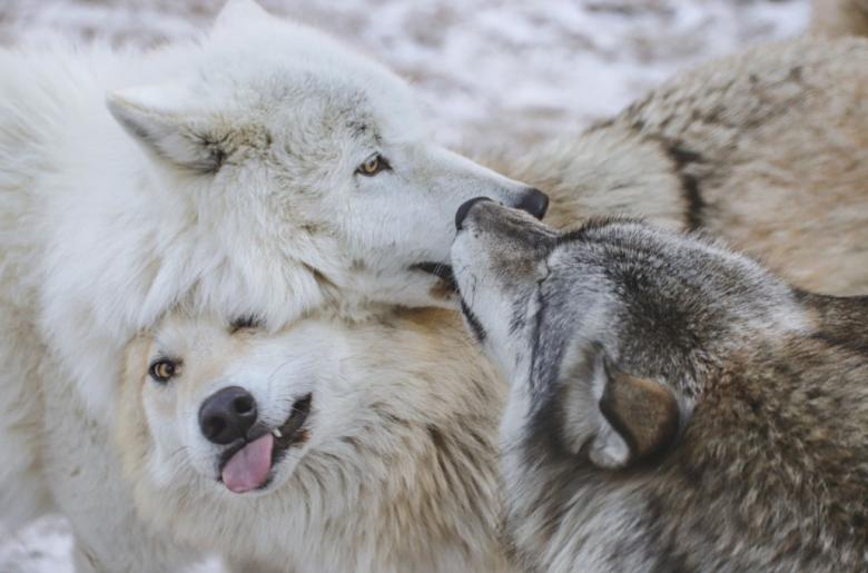 Rieka licks Grayson's muzzle while Blackstone demonstrates a rub under chin behavior.