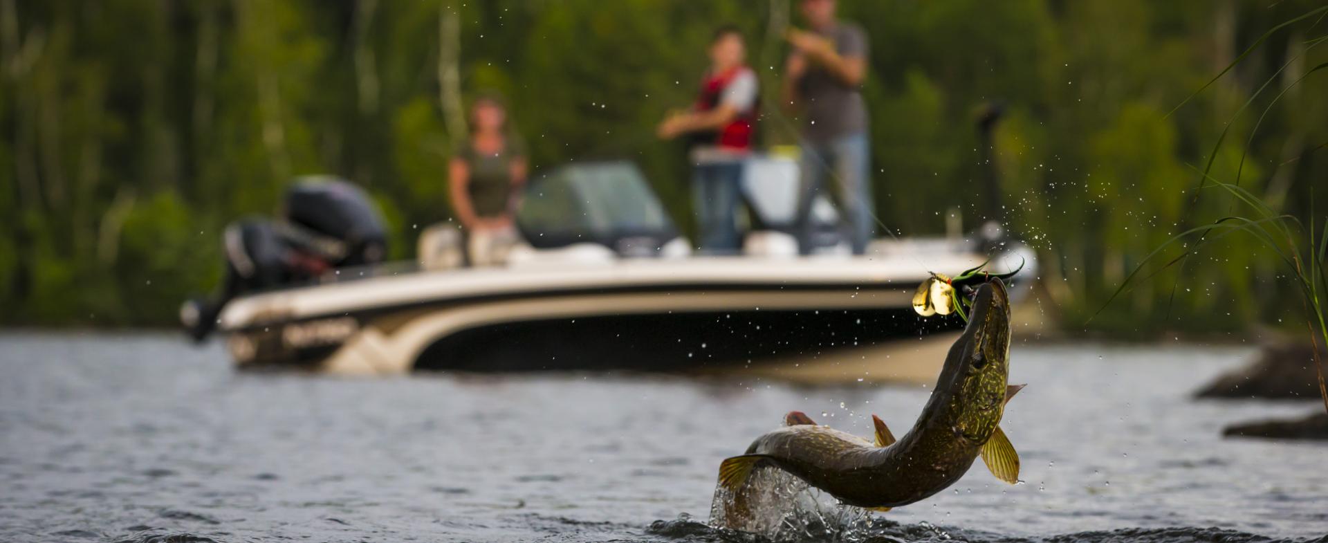 Pike jumping out of the water on Lake Vermilion